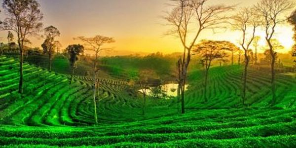 Sunrise over lush green terraced fields with scattered trees.
