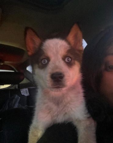 A puppy with striking blue eyes looks curiously at the camera.
