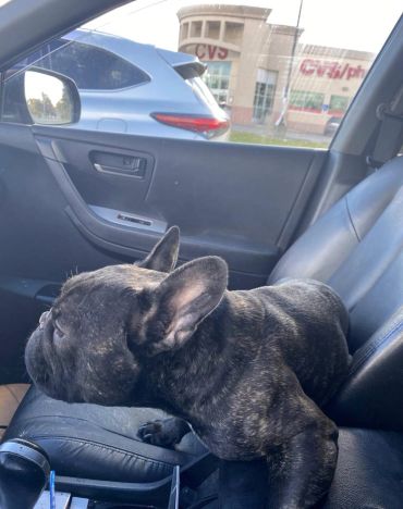 Brindle French Bulldog resting on a car seat.