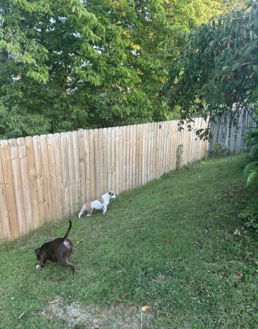 Two dogs playing on a grassy slope beside a wooden fence.