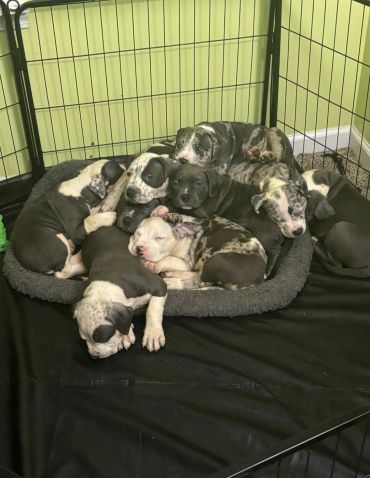 A group of adorable puppies cuddling together in a cozy bed inside a playpen.