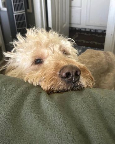 Curly-haired dog resting its head on a green cushion indoors.