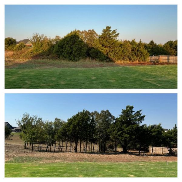 Before and after clearing dense bushes to reveal individual trees and open space.