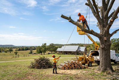 tree removal in Oklahoma