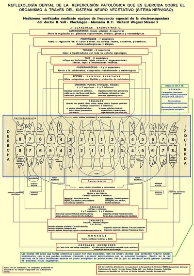 Relacion  Dientes -organos-funciones