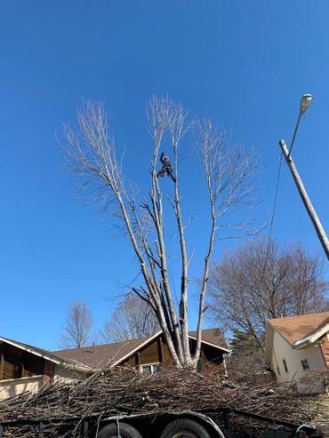 Arborist removing a maple tree