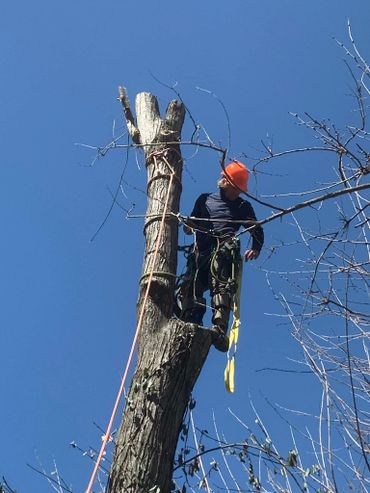 Arborist removing a hazardous maple tree