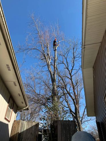 Arborist removing a maple tree near home