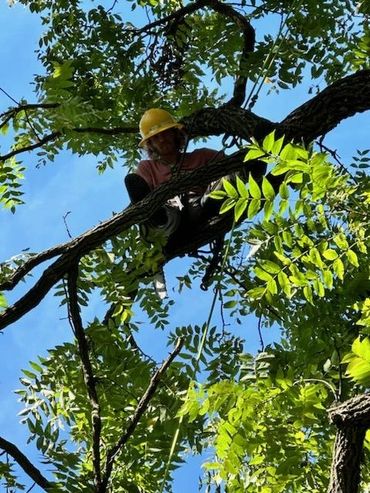Tree climber in a walnut tree