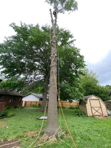 Arborist removing an oak tree