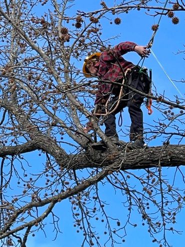 Arborist climbing a sweet gummy tree to reduce weight of limb over home