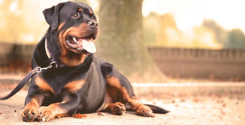 Obedient trained dog laying down and staying