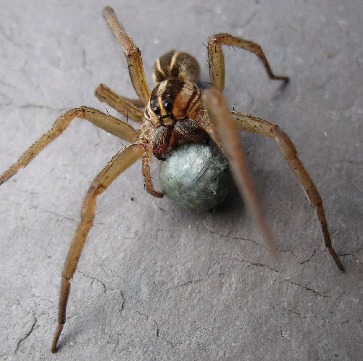 Virginia spider with large egg sack