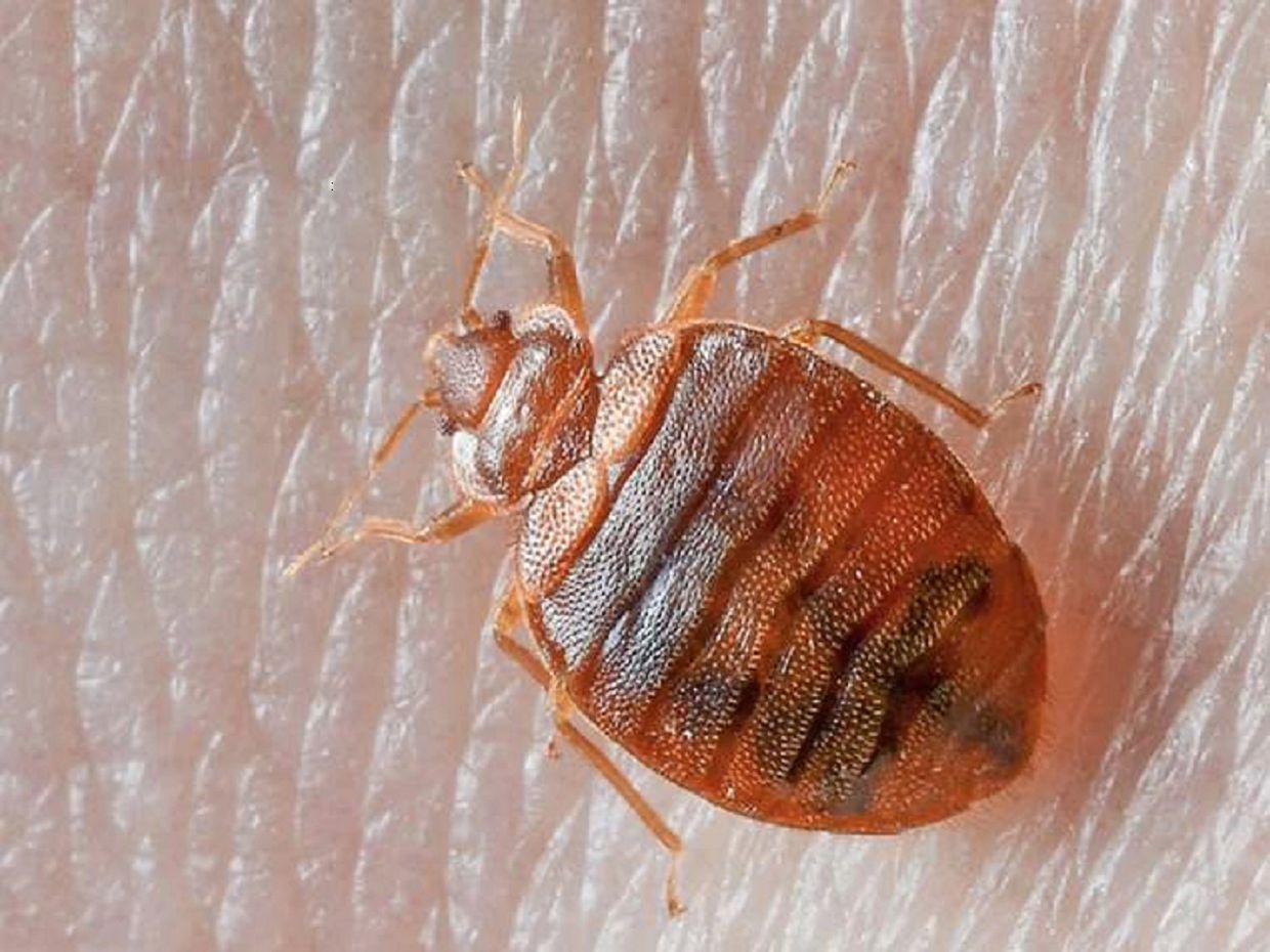 bed bug on skin of human
