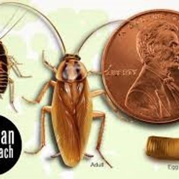 German Cockroach sizecompared to a penny