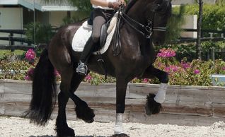 friesian in piaffe