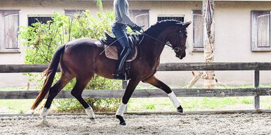 foundation, don olymbrio, rohdiamont gelding for sale