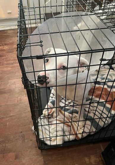 Ices recovering from her life saving surgery