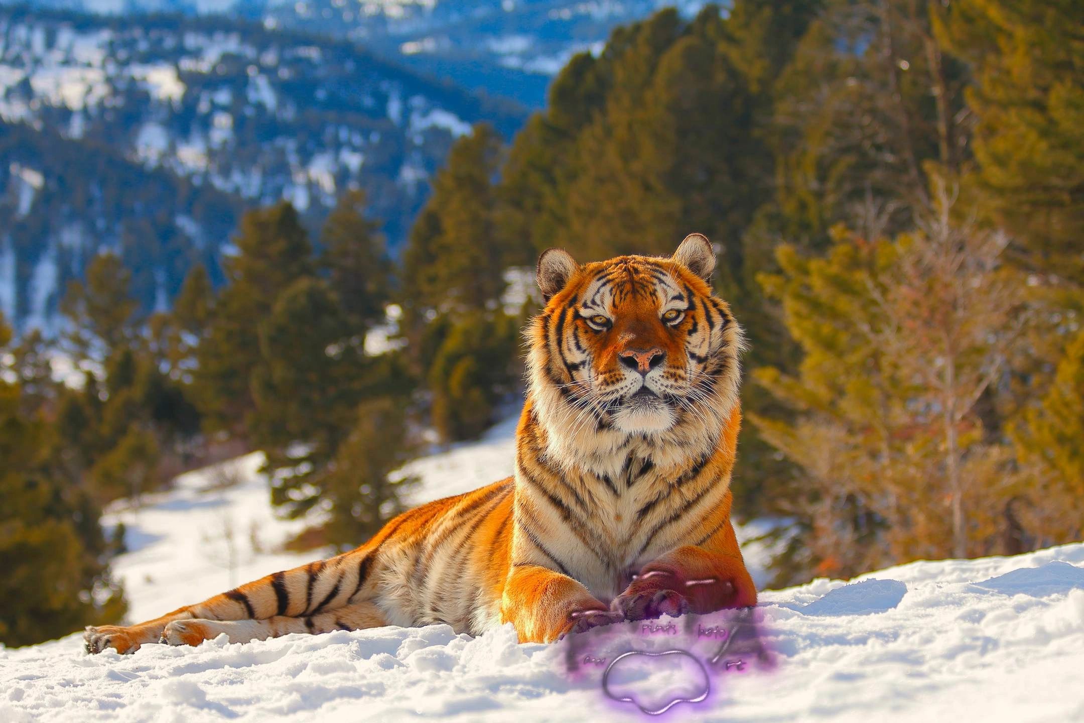 High resolution Tiger in Snow