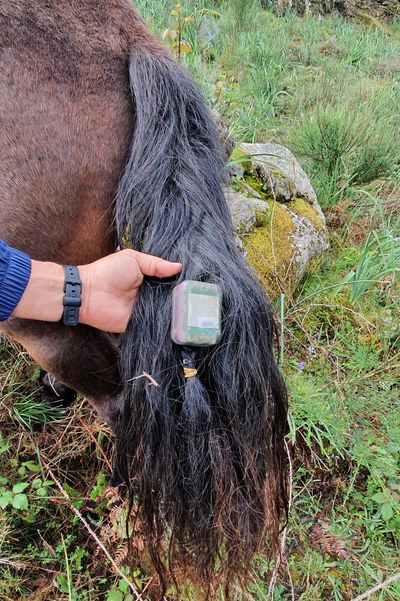 Wildtrack tag attached to a wild horse