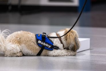 Bobby, an Havanese searching containers in an AKC Scent Work Trial