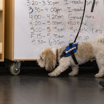 Bobby, an Havanese, Qualifying in Novice Interior in his first AKC Scent Work Trial.