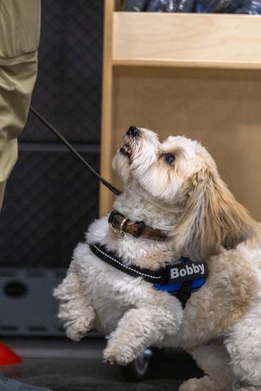 Bobby, a Havanese , Qualifying in Novice Interior at his first AKC Novice Scent Work Trial in Fairfi