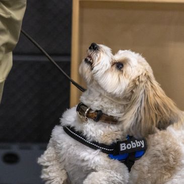 Bobby , a Havanese, searching in his first ACK Scent Work Trial