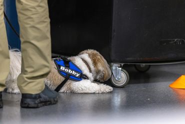 Bobby, a Havanese , Qualifying in Novice Interior at his first AKC Novice Scent Work Trial in Fairfi