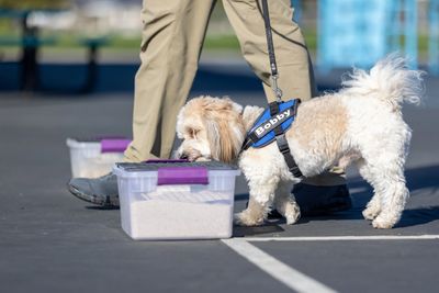 Bobby, a Havanese, Qualifying in Novice Buried at his first AKC Scent Work Trial