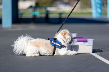 Bobby, a Havanese , Qualifying in Novice Buried at his first AKC Novice Scent Work Trial in Fairfiel