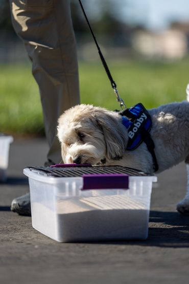 Bobby, a Havanese , Qualifying in Novice Buried at his first AKC Novice Scent Work Trial in Fairfiel