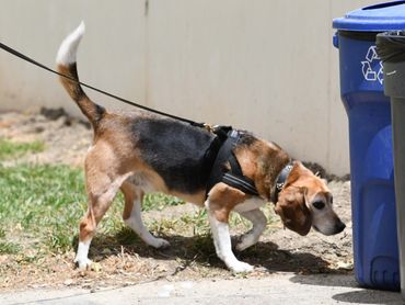 Dog finding scent in scent work trial