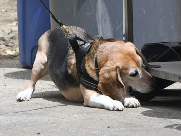 Scent detection by dog in a scent work competition