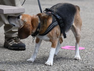Beagle finding odor in NACSW K9 Nose Work Trial