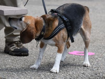 Beagle finding a odor at Elite Nosework Trial in Santa Paula, CA. May 5, 2019