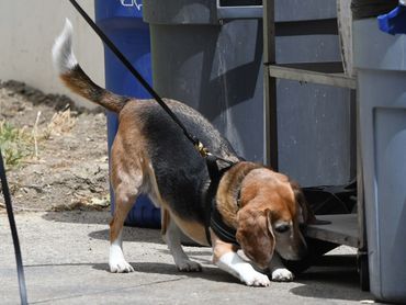 Buddy competing in nose work competition