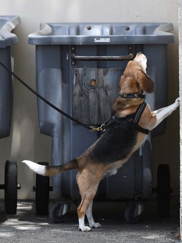 Beagle doing nose work