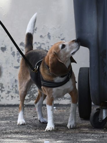 Dog detecting odor in K9 Nose Work Trial