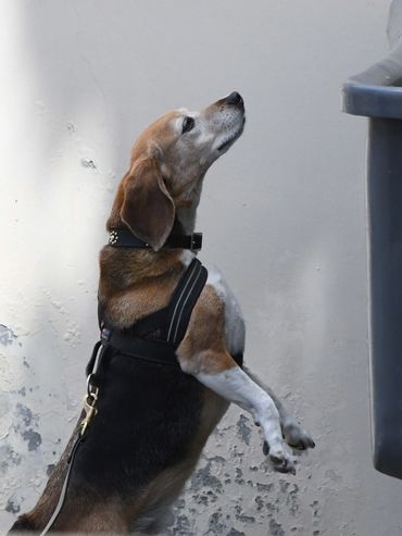 Beagle finding odor in a NACSW Nose Work Trial