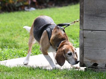 Scent Dog Detection Training