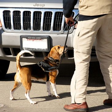 k9 Nose Work Vehicle Search at NACSW Trial