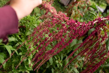 Amaranth - Love Lies Bleeding