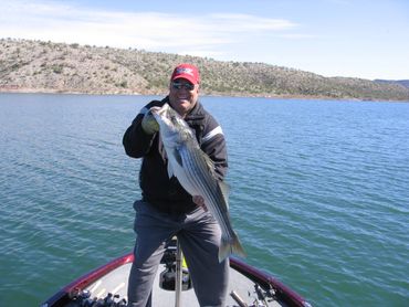 Howard with a monster striper from Lake Pleasant. 