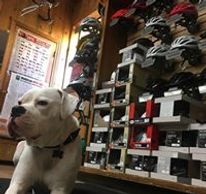 Roscoe chillin with the bicycle helmets