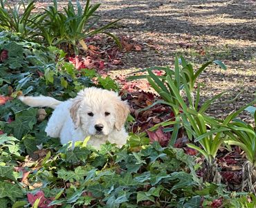 A fluffy white puppy lying among green ivy and plants outdoors.
