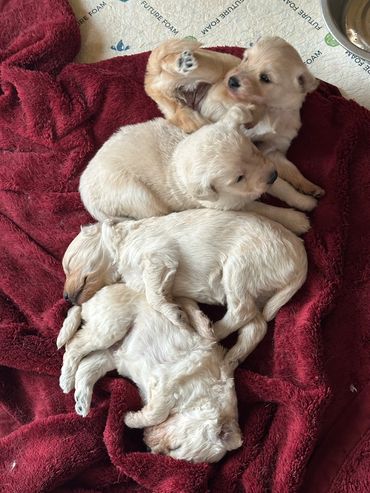 Four golden retriever puppies cuddled together on a red blanket.