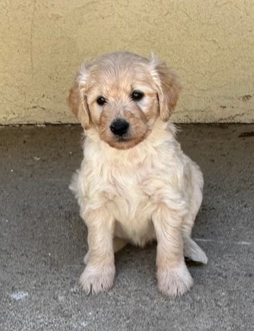 Cute golden retriever puppy sitting on a concrete floor.