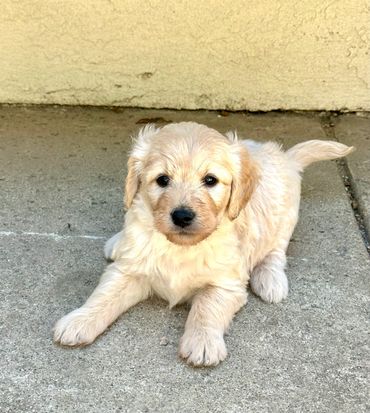 Fluffy golden retriever puppy lying on concrete floor.