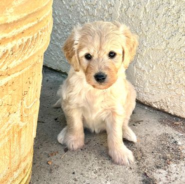 Fluffy golden puppy sitting attentively on a concrete surface.